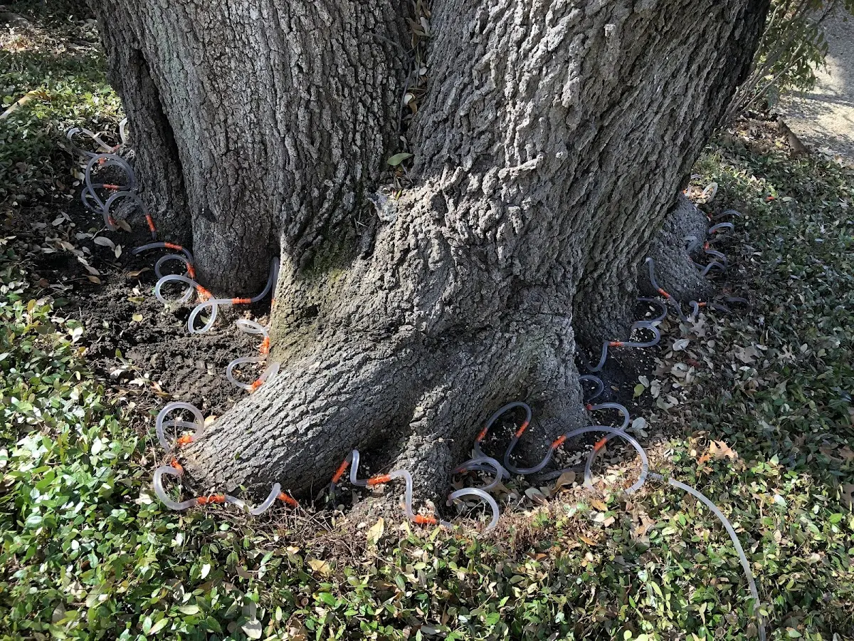 Detailed Tree Cabling and Bracing job site in Lagunitas