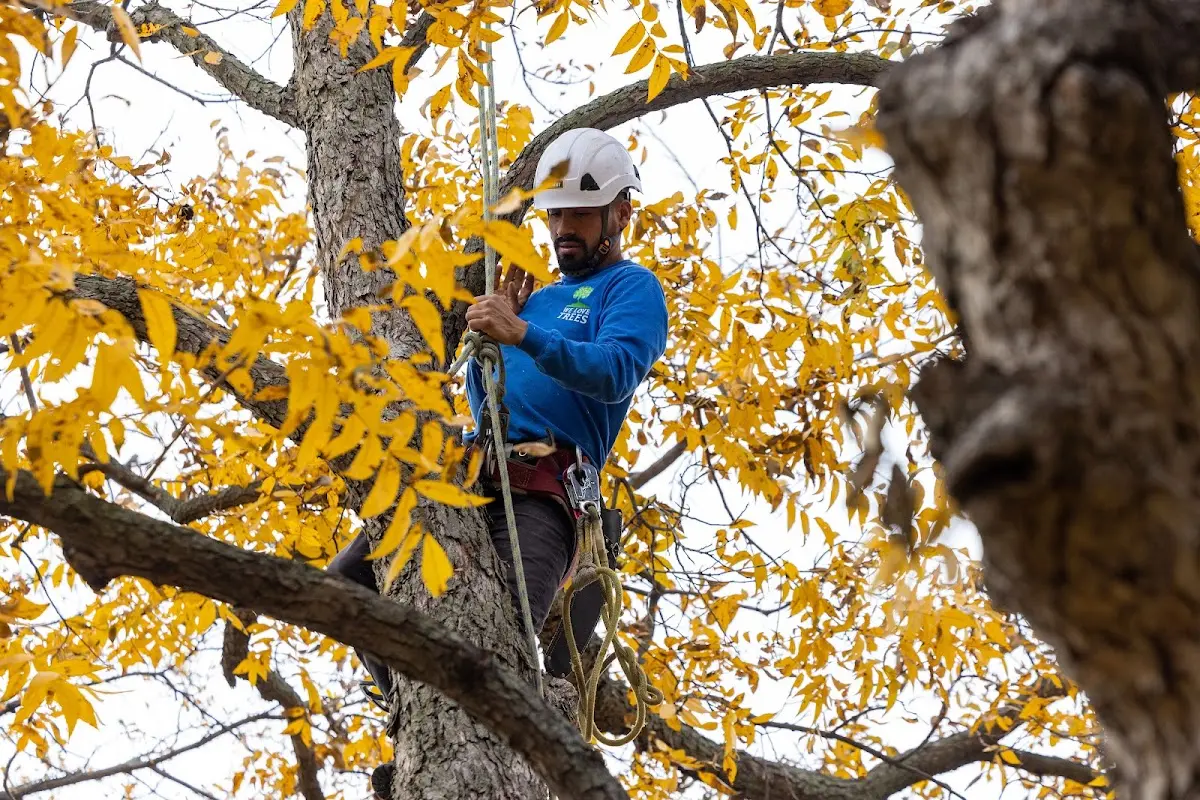 Skilled Storm Damage Cleanup crew working in Lagunitas